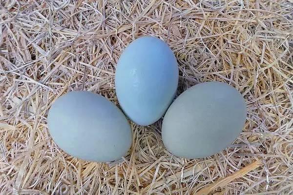 100个搞笑冷知识动物,奇葩动物冷知识你都知道哪几个