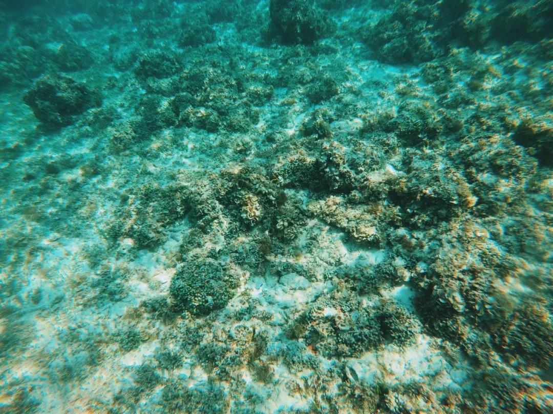 菲律宾自由潜水最好的地方,菲律宾旅游潜水