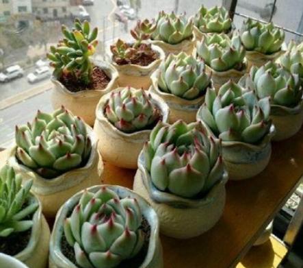 这些多肉因颜值入坑,什么系的多肉颜值高皮实好养