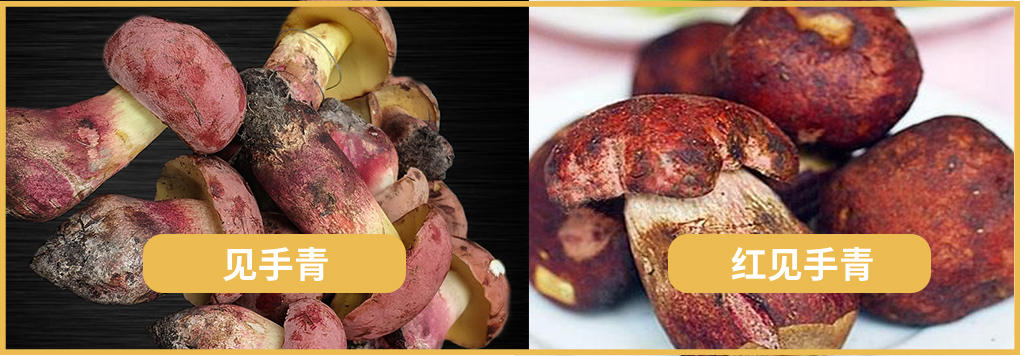 云南人每年吃菌中毒大概多少人,云南人每年吃菌菇中毒的人多吗