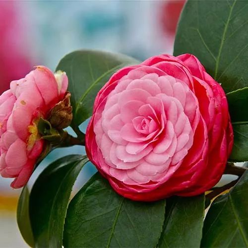 全部金木水火土五行五系植物介绍,五种植物代表五行