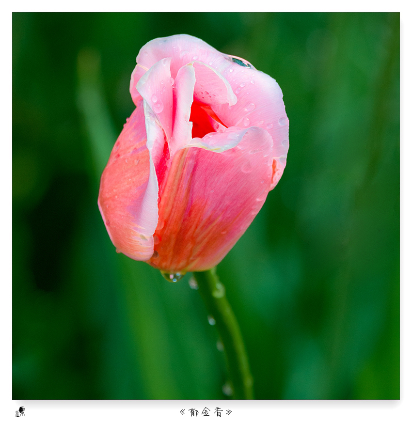 郁金香（turban）——爱情的花语，美丽的丝巾