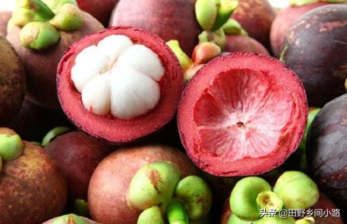 山竹的生长期几年挂果,山竹的价格和种植条件