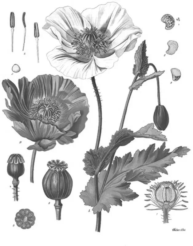 趣话瘾史:*片鸦**系列