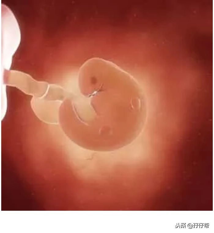 连载（三）｜圆圈妈双胞胎怀孕过程第6周