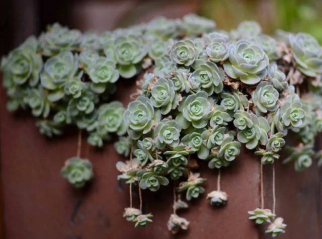 剪个花枝就能开花的植物,枝条就能存活的盆栽植物