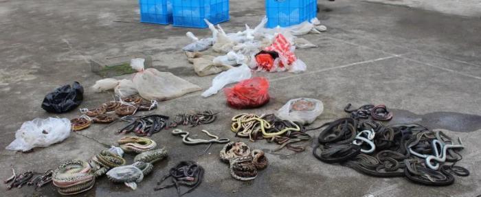 湖南一男子上厕所遇剧毒眼镜蛇,一男子在枕头下发现五步蛇