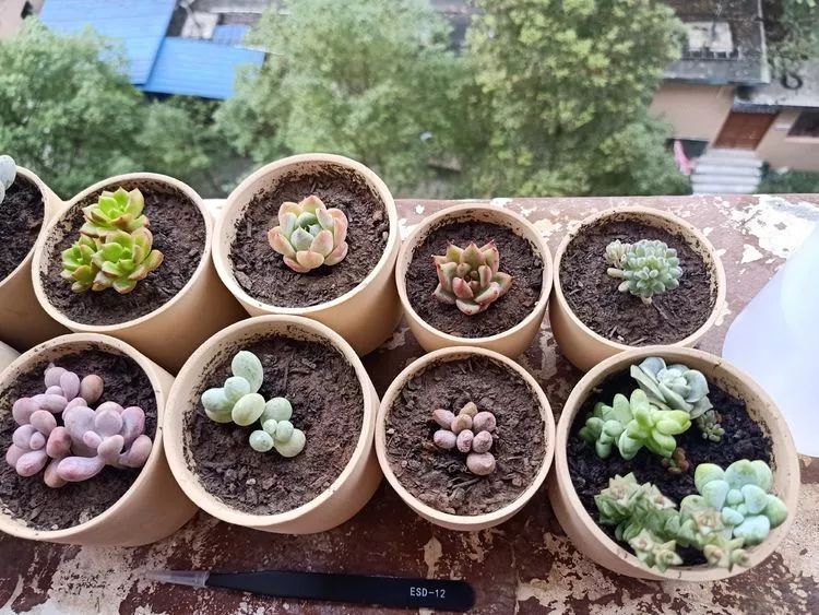 适合学生党养的多肉,适合大学宿舍长期养的多肉