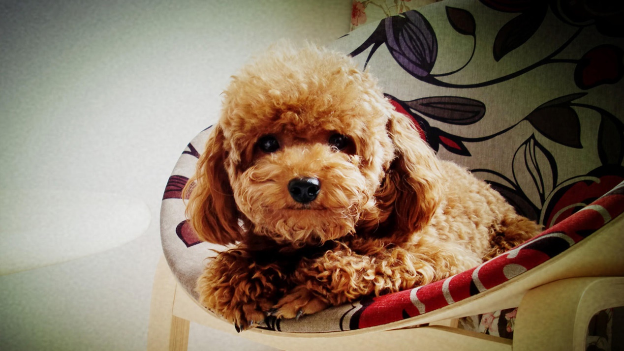 涨知识冷知识,你不知道的10条狗狗冷知识