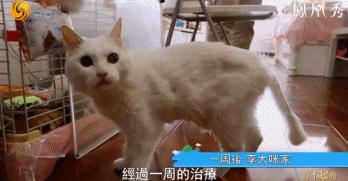 8.1国产良心,分分钟救你「狗命」