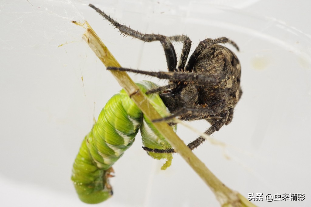 养小蜘蛛的第1天,大腹圆蛛蜕皮过程