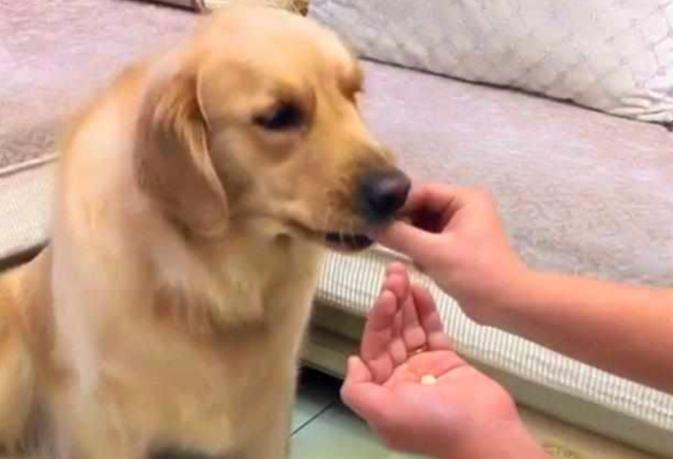 刚养一个月的小狗拉稀了怎么办,养了小狗拉肚子