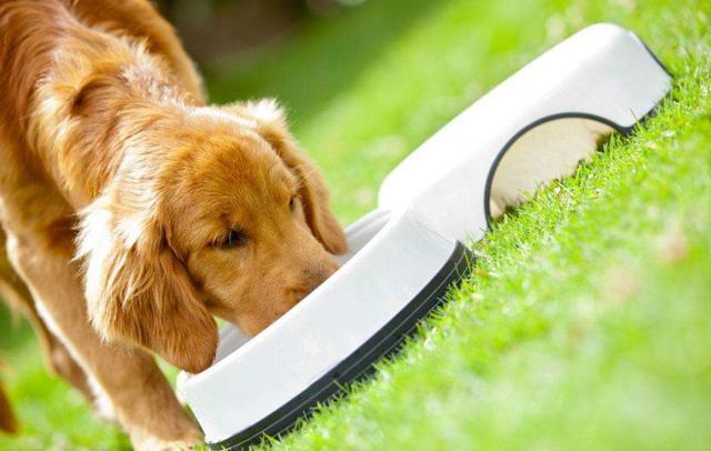 金毛犬是怎么训练的,金毛犬好训练吗要怎么训练