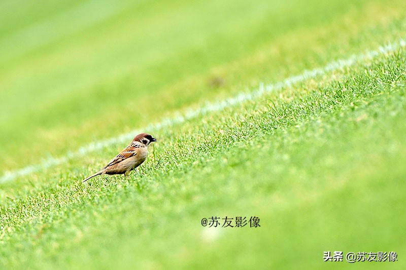 足协杯无锡吴钩对梅州,中乙联赛无锡吴钩队员名单