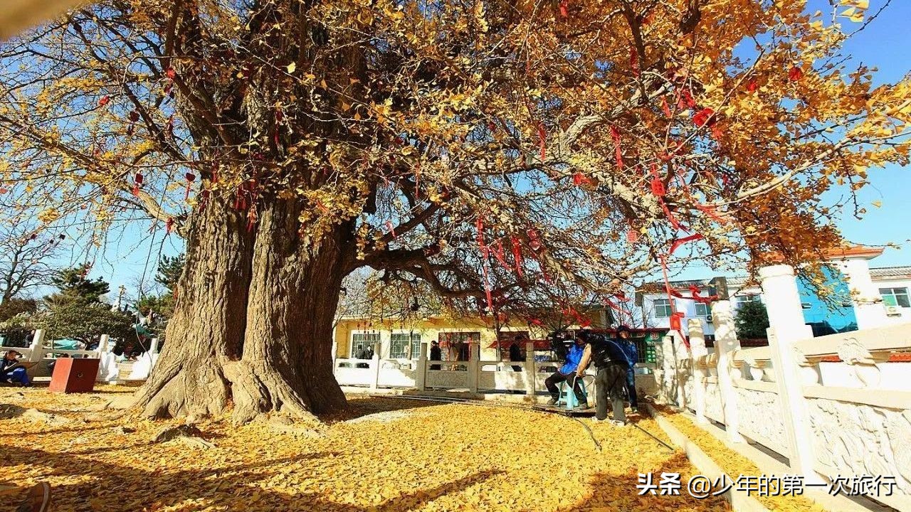 山东临沂哪里的银杏最多,临沂看银杏的最佳地点