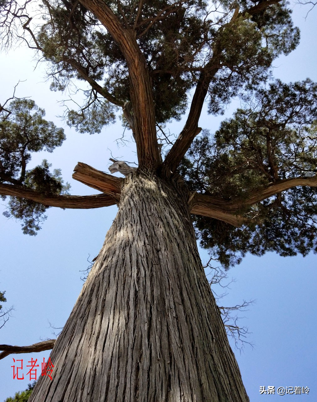 建安区一破庙中，两棵古柏相伴相生两千年，堪称模范夫妻