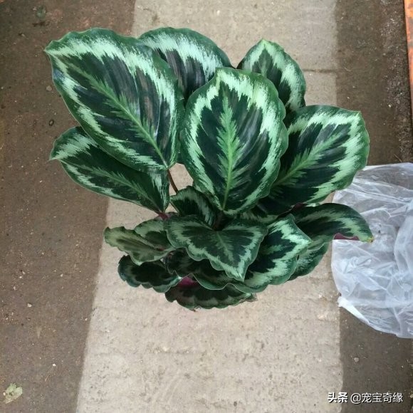 铲屎官必须要知道的猫咪常见疾病,铲屎官对猫有什么危害