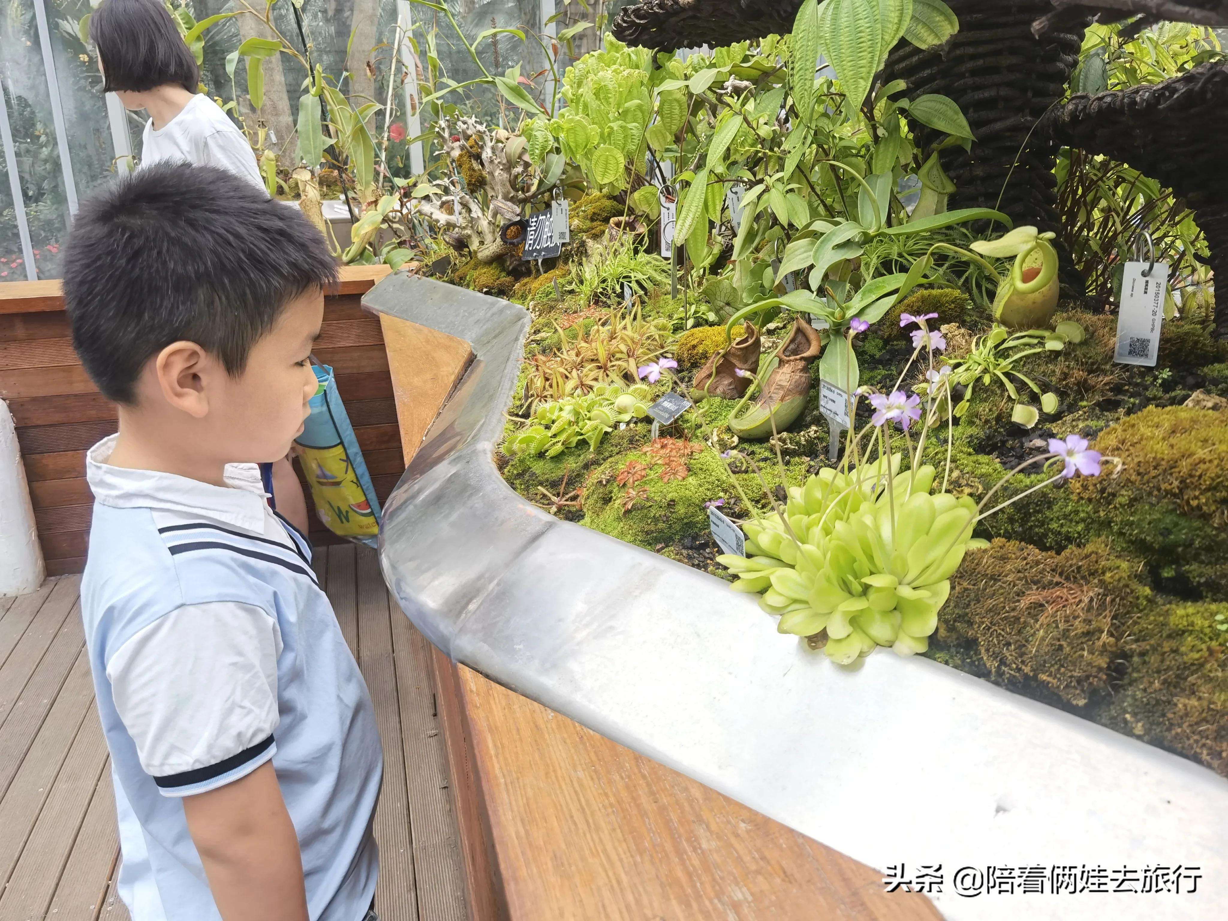 上海辰山植物园矿坑花园,辰山植物园矿坑花园修好了吗