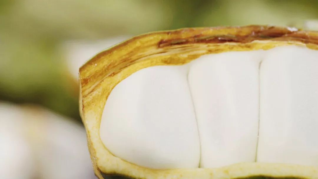 可乐能长在树上吗,可乐是树上长的吗