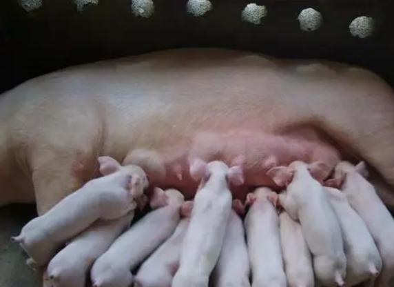 母猪奶水少给什么母猪吃,怎么解决母猪奶水少的问题