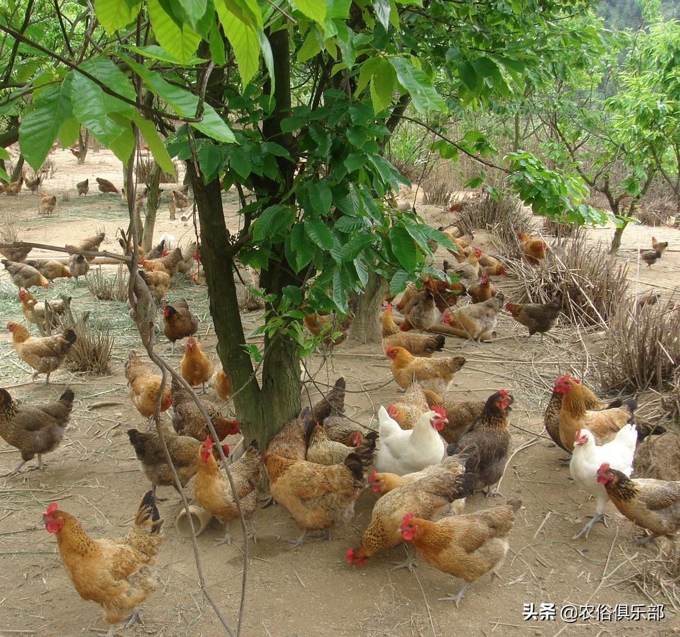 鸡老是被老鹰叼走有什么办法,山里散养鸡怎么预防黄鼠狼和老鹰