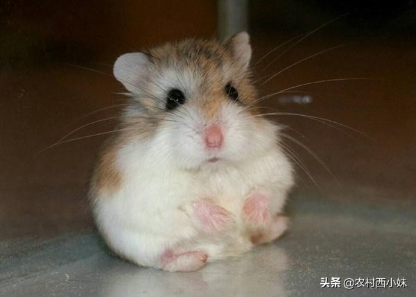 饲养仓鼠的几大误区,养仓鼠十大禁忌