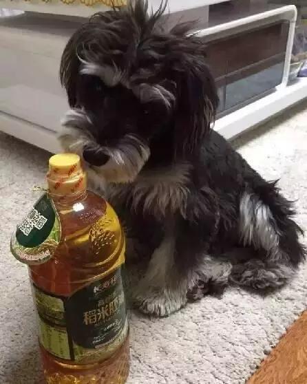 身价最高的狗,身价20亿的狗