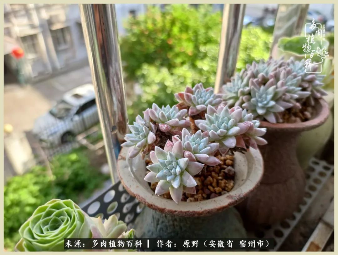 梅雨袭，酷暑至，多肉进入历劫季