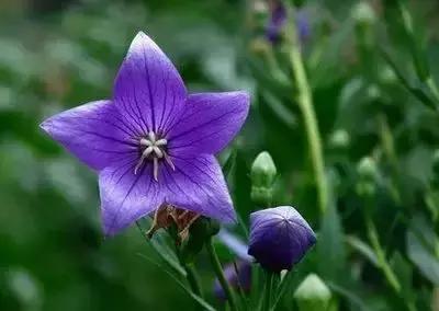 拍摄花的花语,100种摄影基础美学