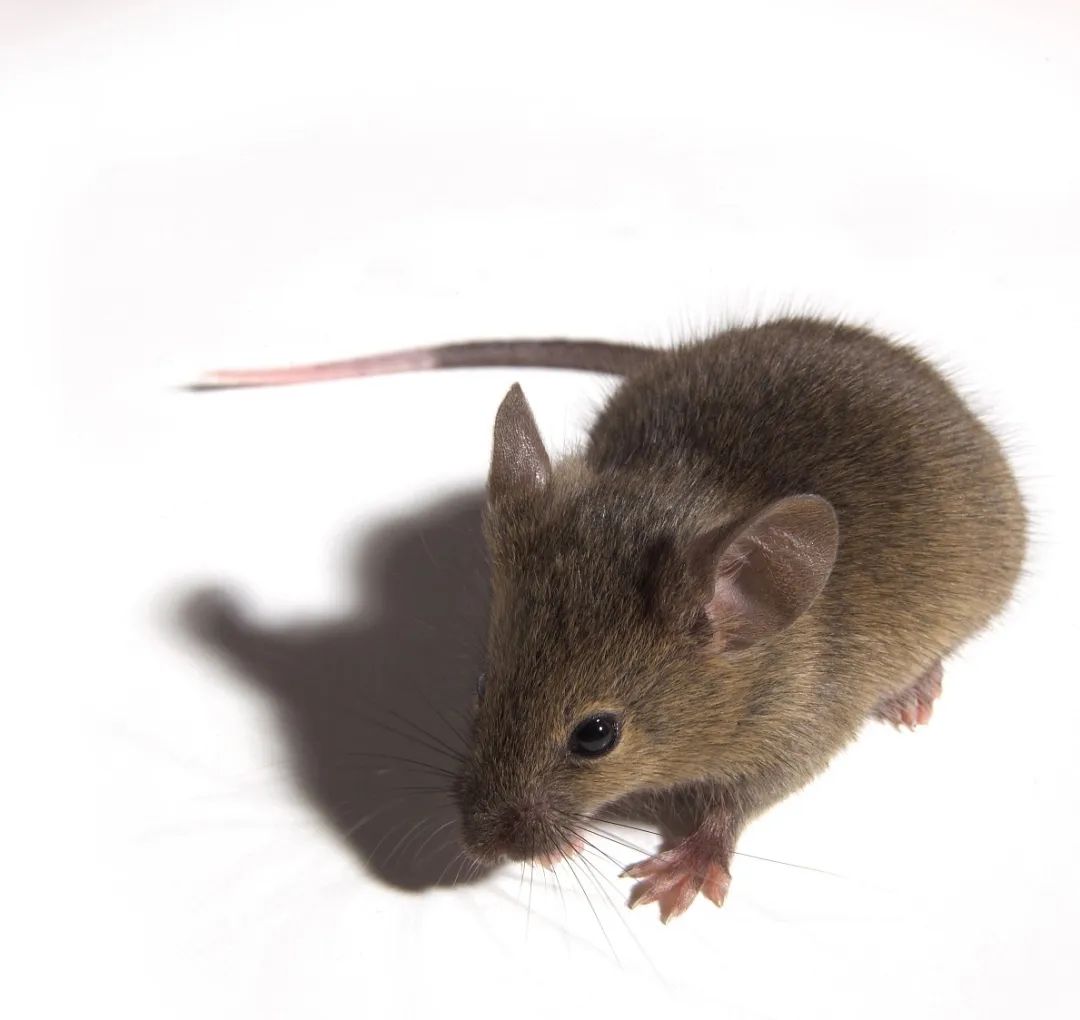 爱国卫生运动中的四害,爱国卫生运动除哪四害