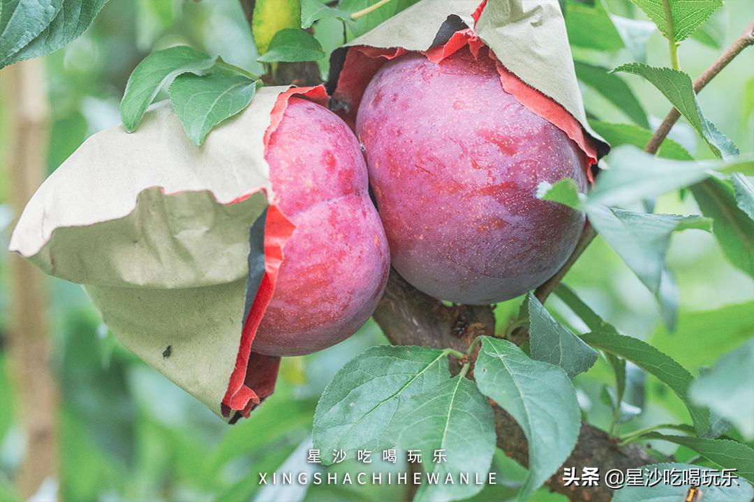 长沙小水果之乡,湖南长沙宝藏打卡地