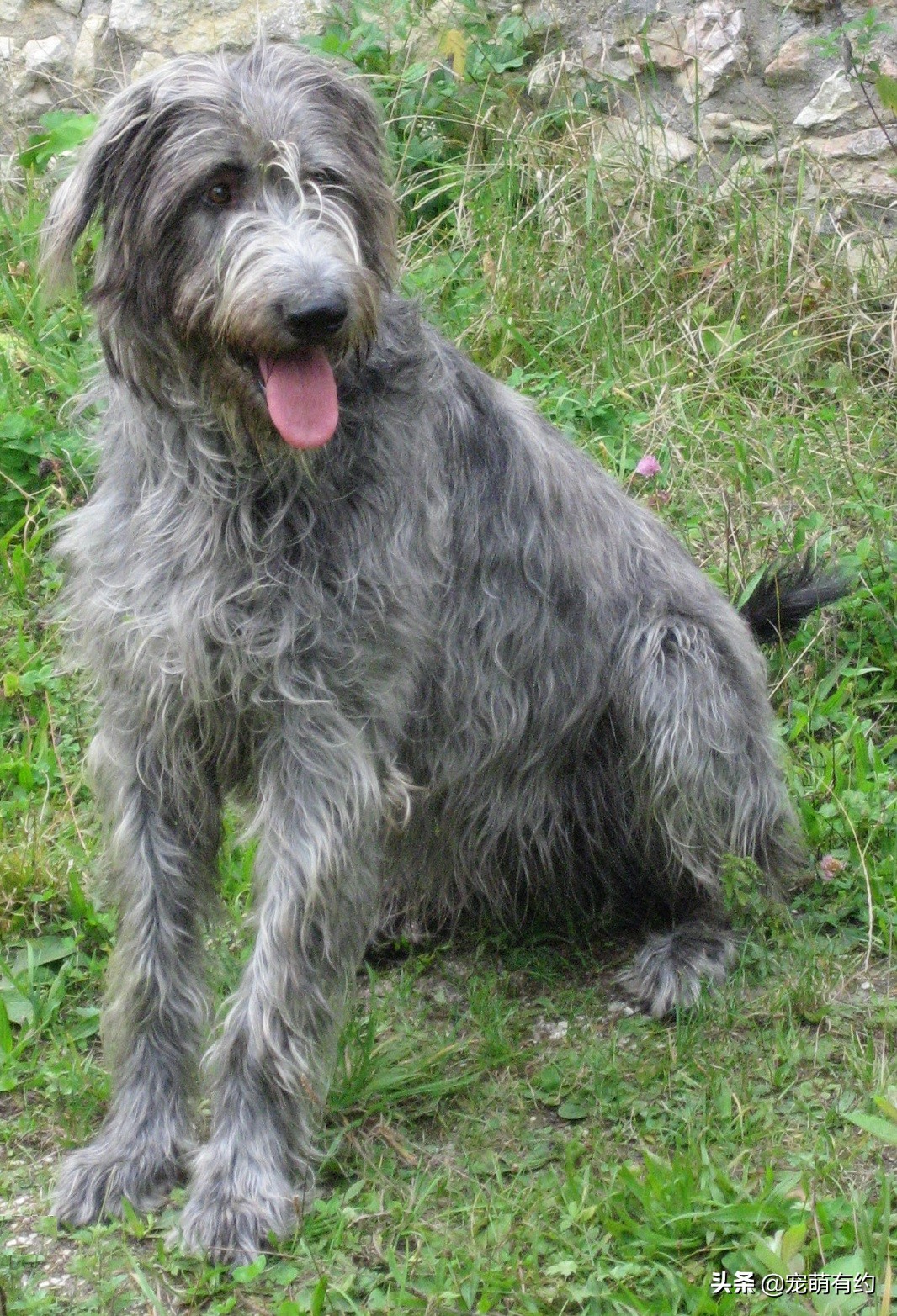 最好看的苏俄猎狼犬,爱尔兰猎狼犬有多猛