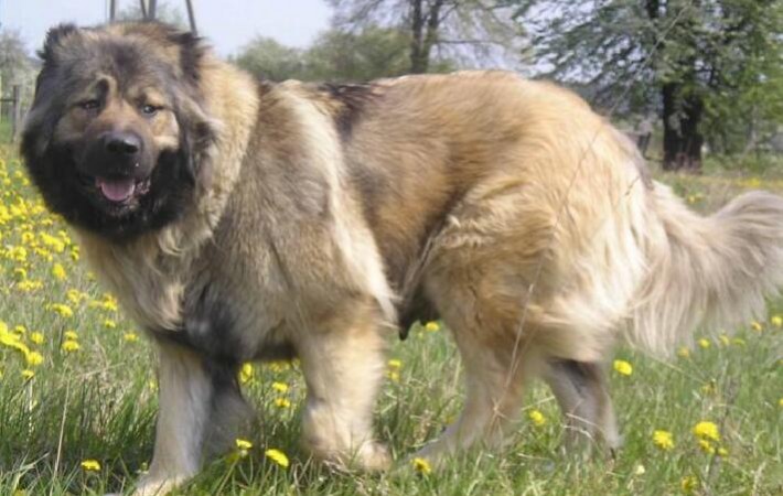 霸气侧漏的护卫犬罗威纳犬,高加索卡斯罗罗威纳哪个颜值高