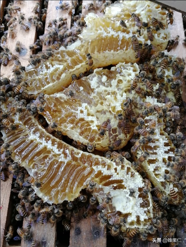 土箱养殖蜜蜂怎么样才能高产,蜜蜂养殖技术及诱蜂技巧分享