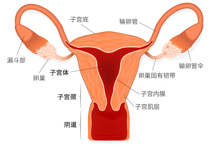 沙雕卵巢保养手法,这些奇葩的养生方法你敢试吗