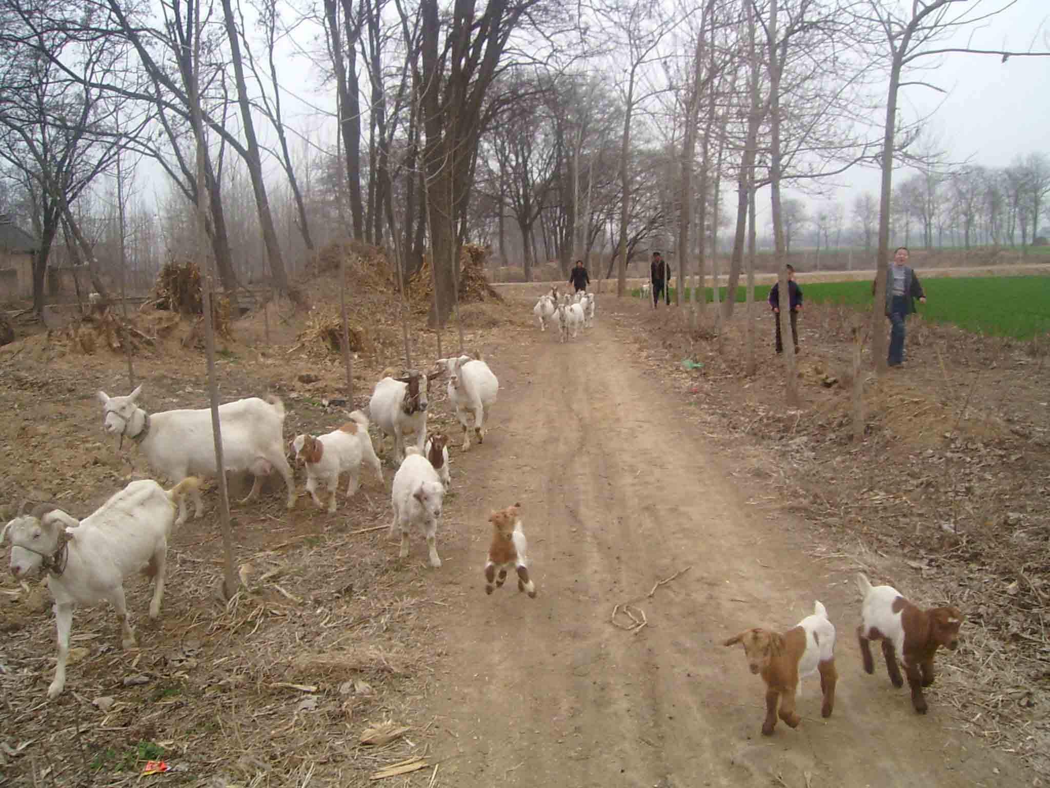 2019年没有立春为啥叫寡妇年,没有立春的一年为啥叫寡妇年