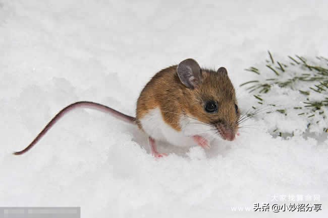 属鼠人2023年运势及运程每月运程,属鼠人2022年运势及每月运势详解