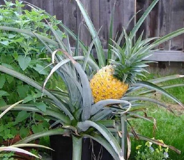 吃完的菠萝不要扔掉自己种植菠萝,菠萝吃完的菠萝头能种吗