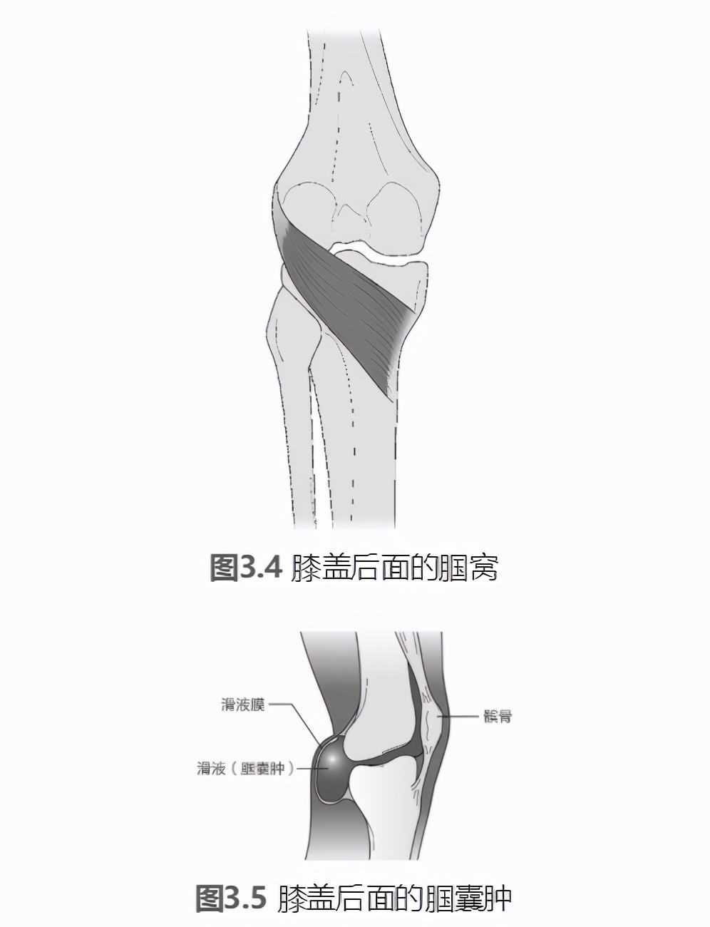 泡沫轴滚腿的好处,泡沫轴滚压训练