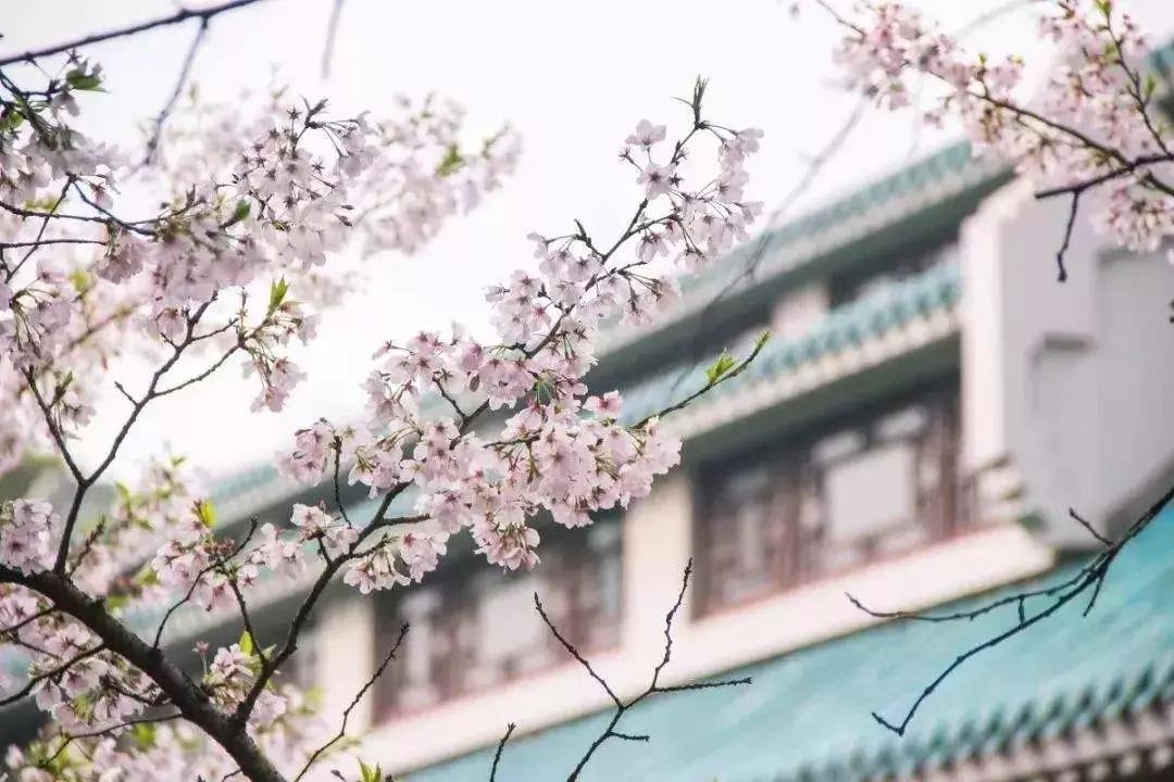 世界最大的樱花园,世界最大的樱花园在贵州吗