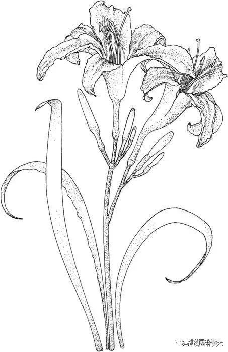 工笔花卉线稿和色稿,花卉白描线稿