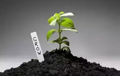 鸡粪牛粪羊粪肥的区别,鸡粪羊粪牛粪哪种当肥料好