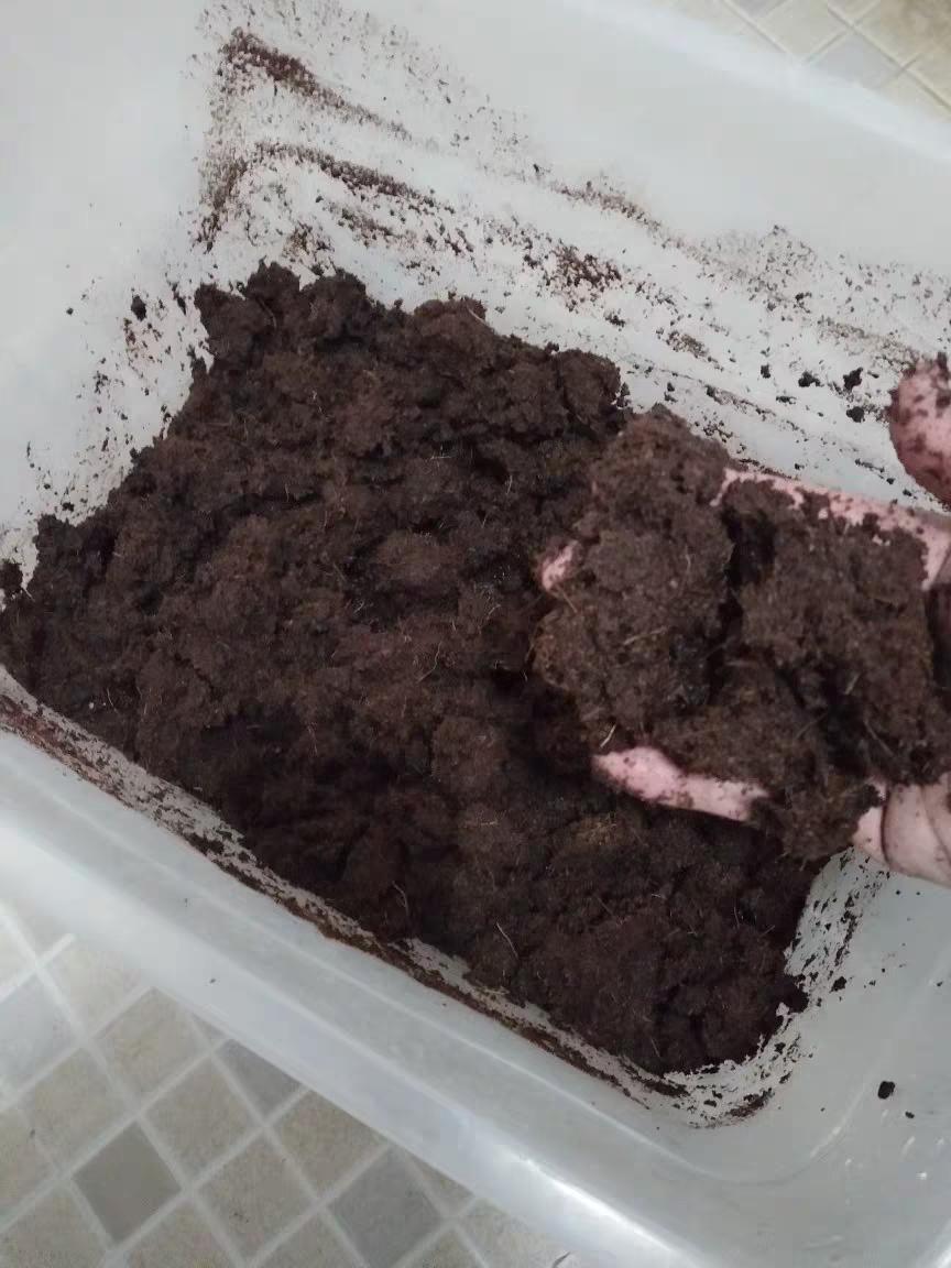 乌龟催眠大法,如何让乌龟有龟苗冬眠