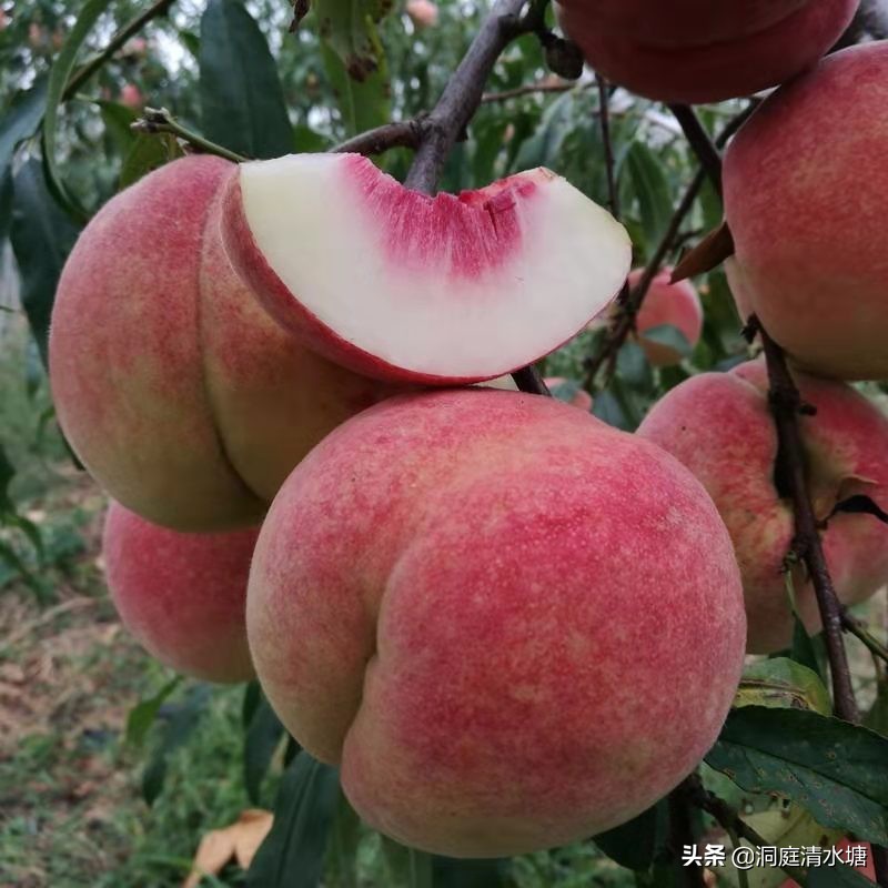最晚熟最甜的桃子品种是哪些,最好吃的桃子是哪种