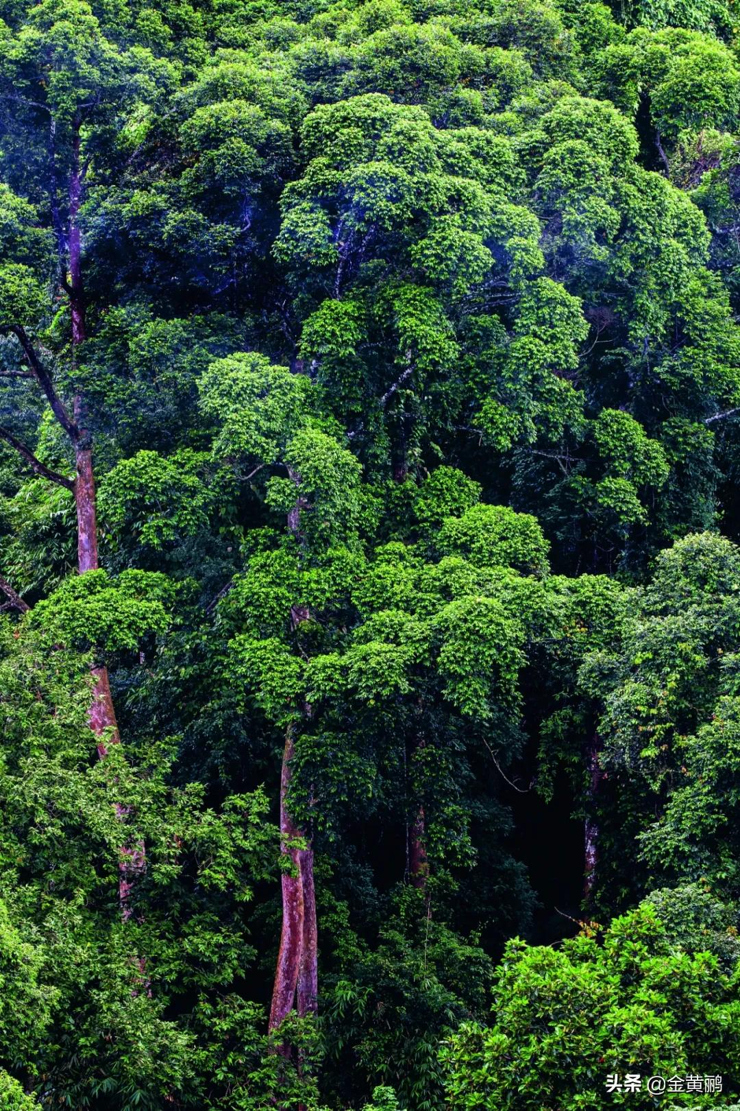 为什么云南女人长相好看,云南真的很漂亮吗