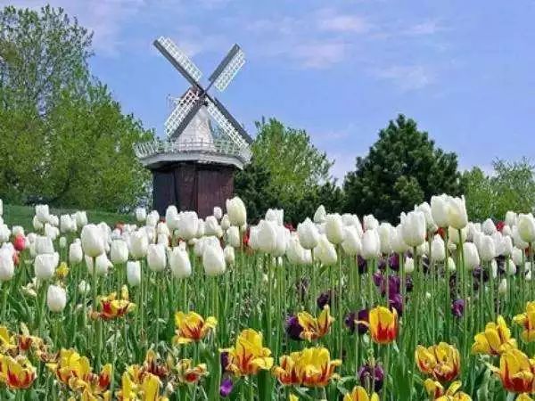 山花野鸟｜园林花语