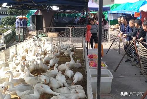 农村现在挣钱的门路有哪些,农村不起眼的挣钱门路有什么