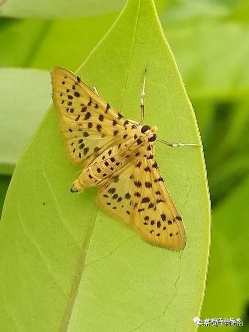 蛀干害虫是钻蛀害虫吗,果树枝干钻蛀害虫图片