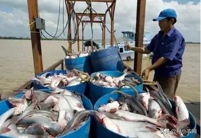 2020年最火农村创业项目有哪些,当下农村最适合创业项目是什么