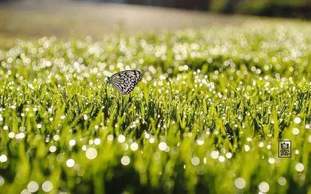 「诗词鉴赏」清风至，白露生，那些优美的白露诗词